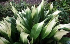 Snowcap Cast Iron Plant (Aspidistra Elatior 'Snowcap') - 3 Gallon Pot -Garden & Outdoor Sale Shop aspidistra elatior snow cap cast iron plant 3