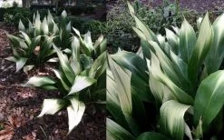 Snowcap Cast Iron Plant (Aspidistra Elatior 'Snowcap') - 3 Gallon Pot -Garden & Outdoor Sale Shop aspidistra elatior snow cap cast iron plant 4