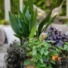 Tiny Tank Dwarf Cast Iron Plant - 3 Gallon Pot -Garden & Outdoor Sale Shop aspidistra elatior tiny tank dwarf cast iron plant 3