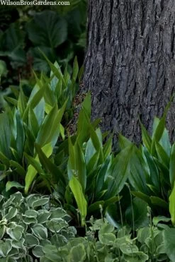 Tiny Tank Dwarf Cast Iron Plant - 3 Gallon Pot -Garden & Outdoor Sale Shop aspidistra elatior tiny tank dwarf cast iron plant 4