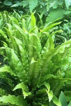 Hart's Tongue Fern (Asplenium Scolopendrium) - 1 Gallon Pot -Garden & Outdoor Sale Shop asplenium scolopendrium harts tongue fern 3