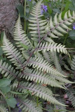 Japanese Painted Fern - 6 Pack Of 1 Gallon Pots -Garden & Outdoor Sale Shop athyrium niponicum pictum japanese painted fern 103