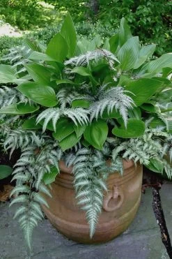 Japanese Painted Fern - 6 Pack Of 1 Gallon Pots -Garden & Outdoor Sale Shop athyrium niponicum pictum japanese painted fern 104