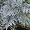 Japanese Painted Fern - 6 Pack Of 1 Gallon Pots 1 Japanese Painted Fern - 6 Pack Of 1 Gallon Pots -Garden & Outdoor Sale Shop athyrium niponicum pictum japanese painted fern 105