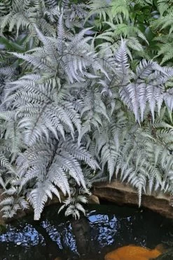 Japanese Painted Fern - 6 Pack Of 1 Gallon Pots