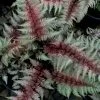 Regal Red Japanese Painted Fern - 3 Gallon Pot -Garden & Outdoor Sale Shop athyrium pictum regal red japanese painted fern 10