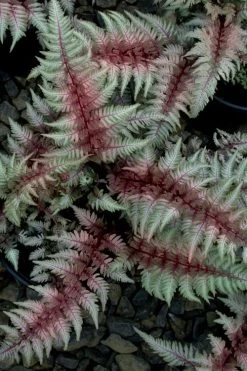 Regal Red Japanese Painted Fern - 3 Gallon Pot