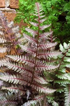 Regal Red Japanese Painted Fern - 3 Gallon Pot -Garden & Outdoor Sale Shop athyrium pictum regal red japanese painted fern 11