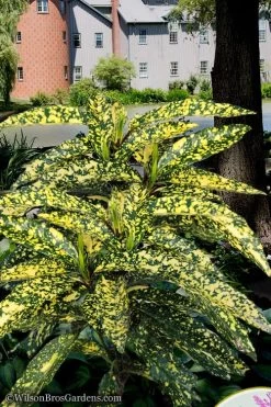 Hosoba Hoshifu Variegated Aucuba (Japanese Laurel) - 3 Gallon Pot -Garden & Outdoor Sale Shop aucuba hosoba hoshifu11