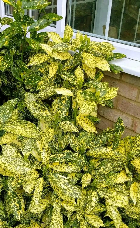 Golden King Aucuba (Male) - 3 Gallon Pot 6 Golden King Aucuba (Male) - 3 Gallon Pot - Image 4