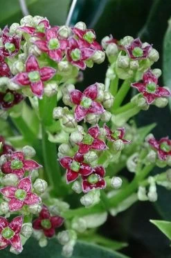 Rozannie Dwarf Aucuba (Japanese Laurel) - 3 Gallon Pot -Garden & Outdoor Sale Shop aucuba japonica rozannie japanese laurel 1