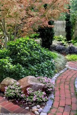 Rozannie Dwarf Aucuba (Japanese Laurel) - 3 Gallon Pot -Garden & Outdoor Sale Shop aucuba japonica rozannie japanese laurel 12