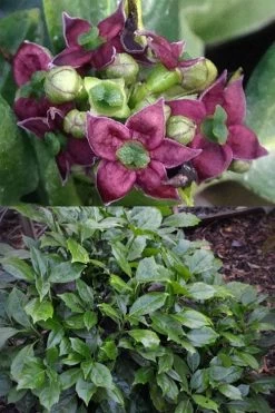 Rozannie Dwarf Aucuba (Japanese Laurel) - 3 Gallon Pot -Garden & Outdoor Sale Shop aucuba japonica rozannie japanese laurel 13