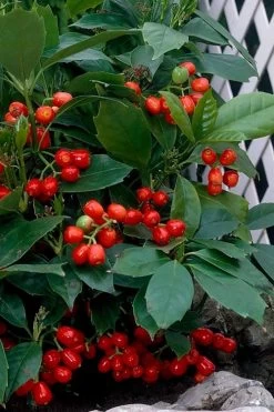 Rozannie Dwarf Aucuba (Japanese Laurel) - 3 Gallon Pot