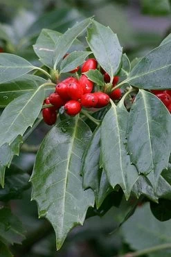 Rozannie Dwarf Aucuba (Japanese Laurel) - 3 Gallon Pot -Garden & Outdoor Sale Shop aucuba japonica rozannie japanese laurel 6