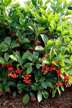 Rozannie Dwarf Aucuba (Japanese Laurel) - 3 Gallon Pot -Garden & Outdoor Sale Shop aucuba japonica rozannie japanese laurel 8