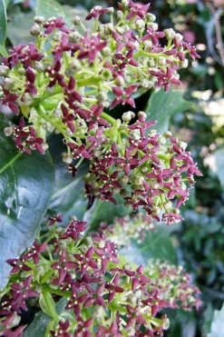 Rozannie Dwarf Aucuba (Japanese Laurel) - 3 Gallon Pot -Garden & Outdoor Sale Shop aucuba japonica rozannie japanese laurel 9