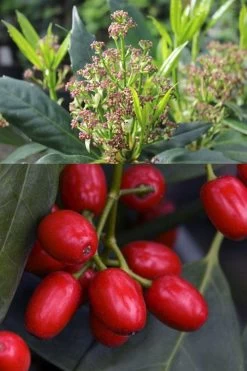 Sawtoothed Aucuba Serratifolia - 6 Pack Of 1 Gallon Pots -Garden & Outdoor Sale Shop aucuba japonica serratifolia sawtoothed japanese laurel 21