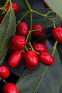 Sawtoothed Aucuba Serratifolia - 1 Gallon Pot -Garden & Outdoor Sale Shop aucuba japonica serratifolia sawtoothed japanese laurel 23 1