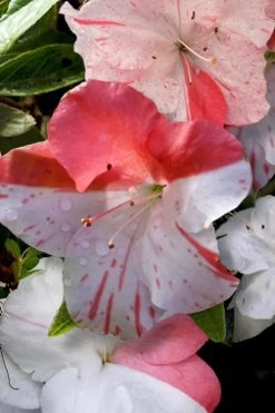 Astronaut Azalea - 2.5 Quart Pot -Garden & Outdoor Sale Shop azalea astronaut 4