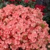 Blaauw's Pink Azalea - 3 Gallon Pot -Garden & Outdoor Sale Shop azalea blaauws pink 11