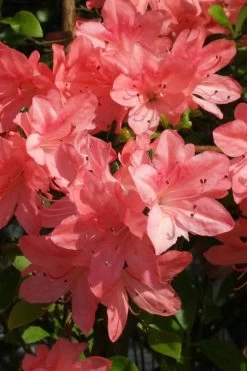 Blaauw's Pink Azalea - 3 Gallon Pot -Garden & Outdoor Sale Shop azalea blaauws pink 6