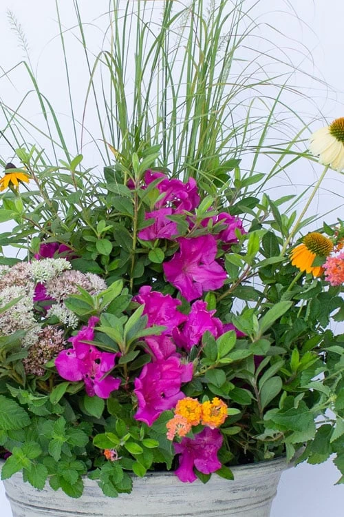 Echo Bloom 'N Again Azalea - 2 Gallon Pot 8 Echo Bloom 'N Again Azalea - 2 Gallon Pot - Image 6