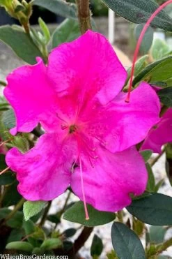 Echo Bloom 'N Again Azalea - 2 Gallon Pot 12 Echo Bloom 'N Again Azalea - 2 Gallon Pot -Garden & Outdoor Sale Shop azalea bloom n again augusta echo 7