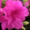 Lavender Twist Bloom 'N Again Azalea - 2 Gallon Pot 2 Lavender Twist Bloom 'N Again Azalea - 2 Gallon Pot -Garden & Outdoor Sale Shop azalea bloom n again lavender twist 1