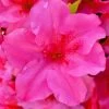 Pink Explosion Bloom 'N Again Azalea - 2 Gallon Pot