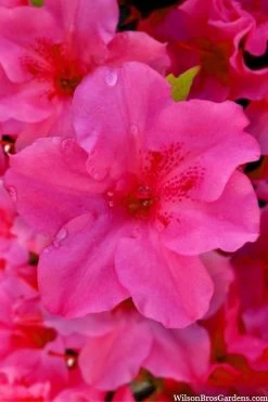 Pink Explosion Bloom 'N Again Azalea - 2 Gallon Pot -Garden & Outdoor Sale Shop azalea bloom n again pink explosion 12
