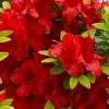Buccaneer Red Azalea (Glenn Dale Hydrid) - 2 Gallon Pot -Garden & Outdoor Sale Shop azalea buccaneer 1