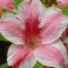 Lady Cavendish Azalea - 1 Gallon Pot -Garden & Outdoor Sale Shop azalea cavendish 1 2