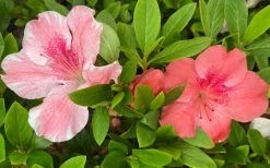 Lady Cavendish Azalea - 1 Gallon Pot -Garden & Outdoor Sale Shop azalea cavendish 2 2