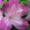 Fawn Azalea - 2 Gallon Pot -Garden & Outdoor Sale Shop azalea fawn 1