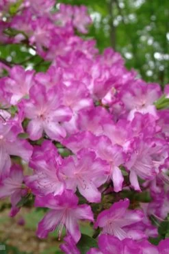 Fawn Azalea - 2 Gallon Pot -Garden & Outdoor Sale Shop azalea fawn 6