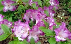 Fawn Azalea - 2 Gallon Pot -Garden & Outdoor Sale Shop azalea fawn 7