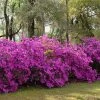 Formosa Southern Indica Azalea - 1 Gallon Pot -Garden & Outdoor Sale Shop azalea formosa hedge
