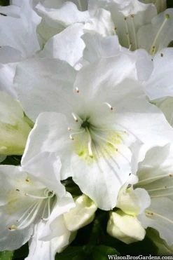 Girard's Pleasant White Azalea - 1 Gallon Pot -Garden & Outdoor Sale Shop azalea girards pleasant white 21