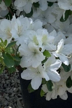 Girard's Pleasant White Azalea - 1 Gallon Pot -Garden & Outdoor Sale Shop azalea girards pleasant white 22