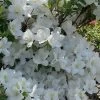 Girard's Pleasant White Azalea - 1 Gallon Pot -Garden & Outdoor Sale Shop azalea girards pleasant white 23