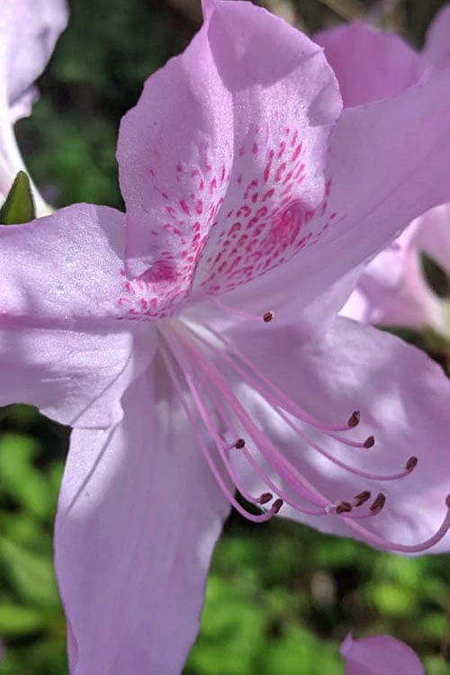 Gulf Pride Fragrant Southern Indica Azalea - 6 Pack Of 1 Gallon Pots 7 Gulf Pride Fragrant Southern Indica Azalea - 6 Pack Of 1 Gallon Pots - Image 5