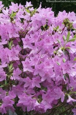 Gulf Pride Fragrant Southern Indica Azalea - 6 Pack Of 1 Gallon Pots