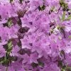 Gulf Pride Fragrant Southern Indica Azalea - 1 Gallon Pot -Garden & Outdoor Sale Shop azalea gulf pride 8