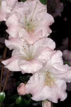 Gwenda Azalea (Robin Hill Hybrid) - 6 Pack Of 1 Gallon Pots -Garden & Outdoor Sale Shop azalea gwenda 6 1