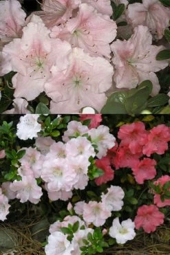 Gwenda Azalea (Robin Hill Hybrid) - 6 Pack Of 1 Gallon Pots -Garden & Outdoor Sale Shop azalea gwenda 7 1