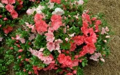 Hilda Niblett Azalea - 2 Gallon Pot -Garden & Outdoor Sale Shop azalea hilda niblet flowers