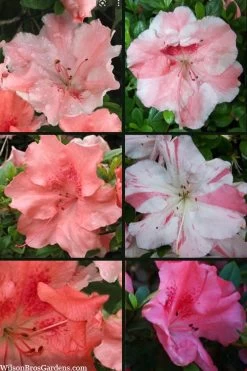 Hilda Niblett Azalea - 2 Gallon Pot -Garden & Outdoor Sale Shop azalea hilda niblett 100