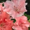 Hilda Niblett Azalea - 2 Gallon Pot -Garden & Outdoor Sale Shop azalea hilda niblett 11