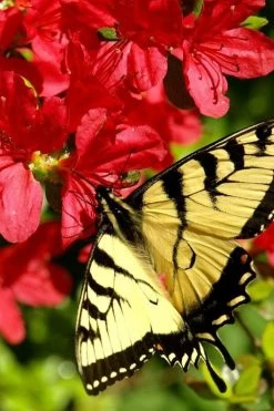 Midnight Flare Azalea - 2 Gallon Pot 13 Midnight Flare Azalea - 2 Gallon Pot -Garden & Outdoor Sale Shop azalea midnight flare 20